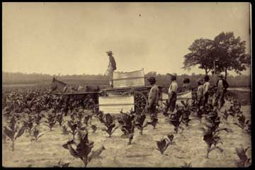 Tobacco crop