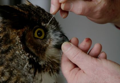 Bird Taxidermy Apprenticeship