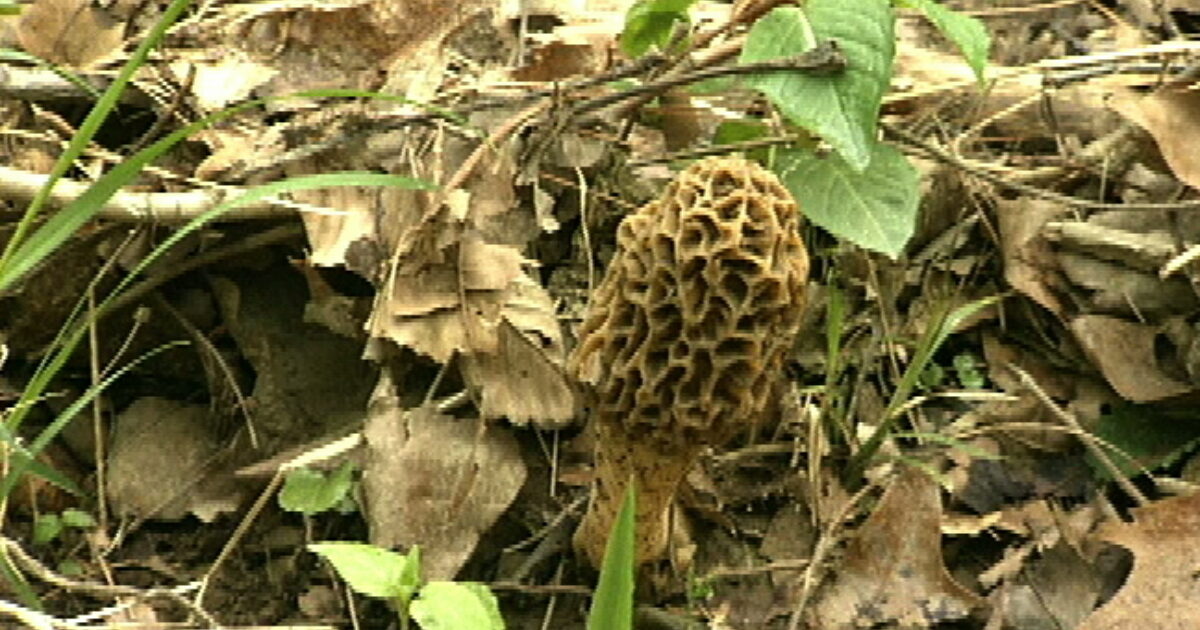 Morel Mushrooms Folkstreams
