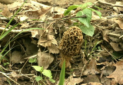 Morel Mushrooms