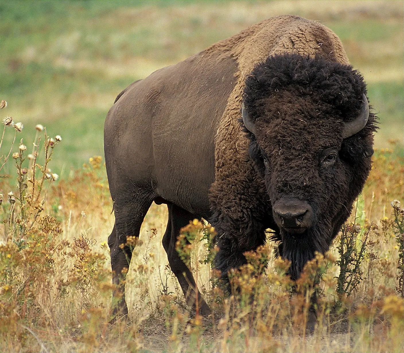 Sacred Buffalo People