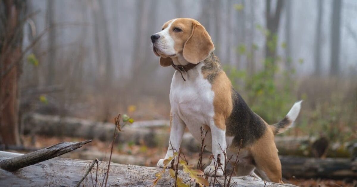 Thoughts on Beagling | Folkstreams